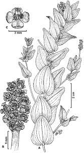 Attēlu rezultāti vaicājumam “Potamogeton perfoliatus”