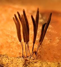 Attēlu rezultāti vaicājumam “Stemonitopsis hyperopta var. landewaldii”