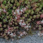 Attēlu rezultāti vaicājumam “Sedum pallidum flower”