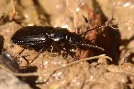 Attēlu rezultāti vaicājumam “Pterostichus aethiops”