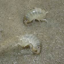 Attēlu rezultāti vaicājumam “Talitrus saltator”