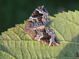 Attēlu rezultāti vaicājumam “Eulithis prunata”