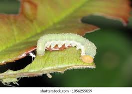 Attēlu rezultāti vaicājumam “Allantus cinctus”