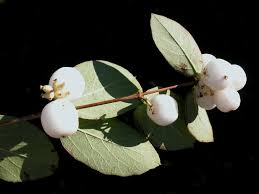 Attēlu rezultāti vaicājumam “Symphoricarpos albus fruit”