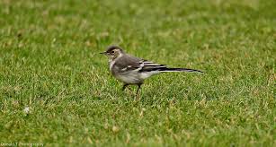 Attēlu rezultāti vaicājumam “Motacilla alba juvenile”