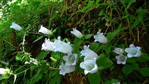 Image result for Campanula formanekiana