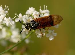 Attēlu rezultāti vaicājumam “Arge ustulata”