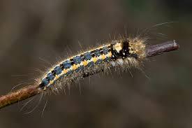 Attēlu rezultāti vaicājumam “Euthrix potatoria imago”