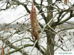 Attēlu rezultāti vaicājumam “Alnus incana female flower”