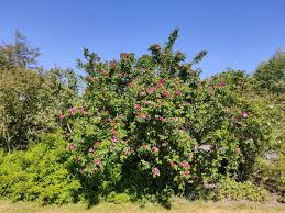 Attēlu rezultāti vaicājumam “Rosa canina”