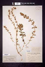 Attēlu rezultāti vaicājumam “Honckenya peploides flower”