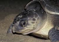 Image result for Lepidochelys olivacea