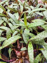 Attēlu rezultāti vaicājumam “Lycogala leopardinum sessile”