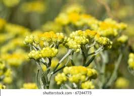 Attēlu rezultāti vaicājumam “Helichrysum arenarium flower”