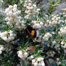 Attēlu rezultāti vaicājumam “Bombus terrestris”