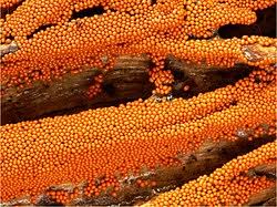 Attēlu rezultāti vaicājumam “Trichia ambigua spores”