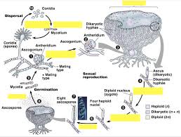 Attēlu rezultāti vaicājumam “Ascomycota”