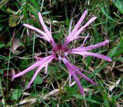 Attēlu rezultāti vaicājumam “Lychnis flos-cuculi flower”