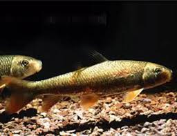 Image result for Moxostoma carinatum