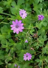 Attēlu rezultāti vaicājumam “Geranium pyrenaicum leaf”