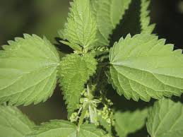 Attēlu rezultāti vaicājumam “Urticaceae”