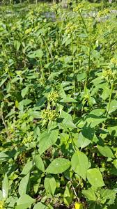 Attēlu rezultāti vaicājumam “Euphorbia palustris fruit”