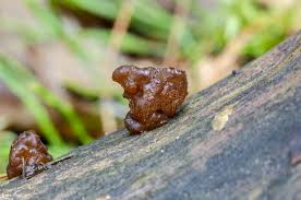 Attēlu rezultāti vaicājumam “Exidia saccharina”