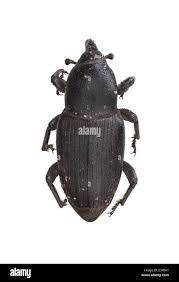 Image result for Coleoptera Curculionoidea