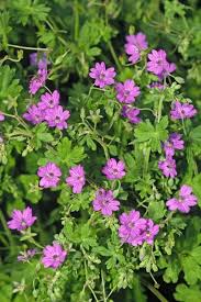 Attēlu rezultāti vaicājumam “Geranium pusillum”