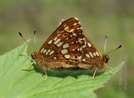 Attēlu rezultāti vaicājumam “Hamearis lucina underside”