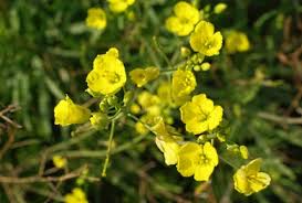 Attēlu rezultāti vaicājumam “Diplotaxis tenuifolia fruit”
