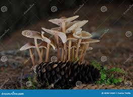 Attēlu rezultāti vaicājumam “Collybia acervata”