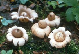 Attēlu rezultāti vaicājumam “Geastrum fimbriatum”