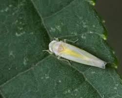 Attēlu rezultāti vaicājumam “Lamprotettix nitidulus”