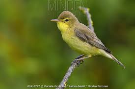 Image result for Hippolais polyglotta