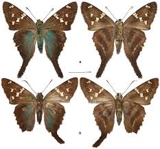 Afbeeldingsresultaat voor urbanus