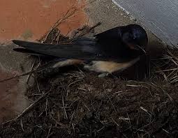 Attēlu rezultāti vaicājumam “Hirundo rustica nest”