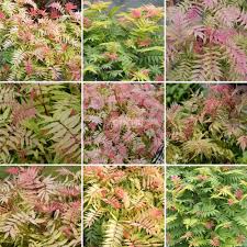 Attēlu rezultāti vaicājumam “Sorbaria sorbifolia fruit”