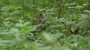 Attēlu rezultāti vaicājumam “Scolopax rusticola nest”