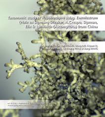 Attēlu rezultāti vaicājumam “Hypotrachyna sp.”