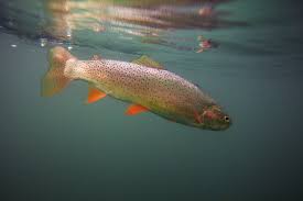 Image result for Oncorhynchus