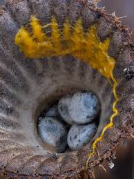 Attēlu rezultāti vaicājumam “Diderma hemisphaericum plasmodium”