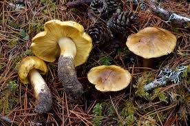 Attēlu rezultāti vaicājumam “Trichia flavicoma”