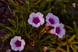 Attēlu rezultāti vaicājumam “Convolvulaceae”