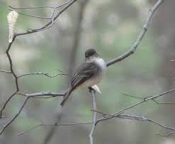 Image result for Sayornis phoebe