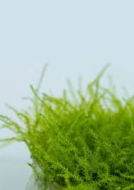 Attēlu rezultāti vaicājumam “Leptodictyum riparium sporophyte”