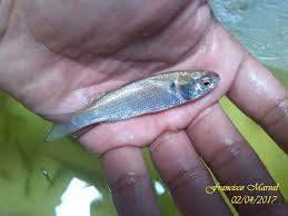 Image result for Mugil liza