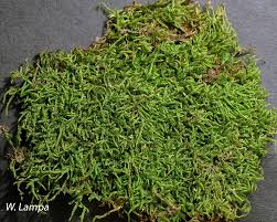 Attēlu rezultāti vaicājumam “Hypnum pallescens”