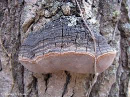 Attēlu rezultāti vaicājumam “Phellinus alni”