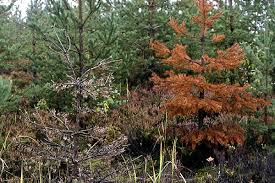 Attēlu rezultāti vaicājumam “Heterobasidion annosum”